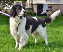 YAKO, Hund, Bretonischer Spaniel in Rinchnach - Bild 2