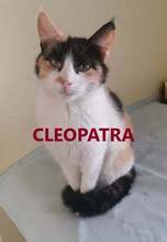 CLEOPATRA, Katze, Europäisch Kurzhaar in Bulgarien - Bild 1