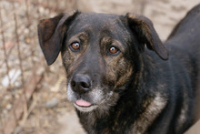 RODRIGO, Hund, Mischlingshund in Kroatien - Bild 1