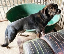 RODRIGO, Hund, Mischlingshund in Kroatien - Bild 3