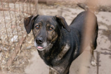 RODRIGO, Hund, Mischlingshund in Kroatien - Bild 4