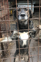 RODRIGO, Hund, Mischlingshund in Kroatien - Bild 5