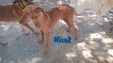 NICO2, Hund, Podenco Andaluz in Spanien - Bild 1