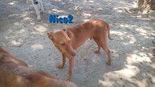 NICO2, Hund, Podenco Andaluz in Spanien - Bild 2
