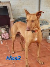 NICKI, Hund, Podenco Andaluz in Spanien - Bild 3