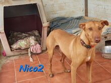 NICO2, Hund, Podenco Andaluz in Spanien - Bild 4
