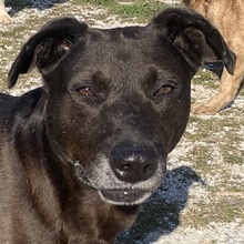 HOMBRE, Hund, Mischlingshund in Griechenland - Bild 1