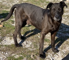 HOMBRE, Hund, Mischlingshund in Griechenland - Bild 2