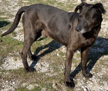 HOMBRE, Hund, Mischlingshund in Griechenland - Bild 3