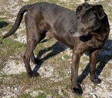 HOMBRE, Hund, Mischlingshund in Griechenland - Bild 4