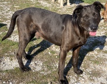 HOMBRE, Hund, Mischlingshund in Griechenland - Bild 5