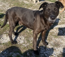 HOMBRE, Hund, Mischlingshund in Griechenland - Bild 7