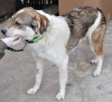 FLANAGAN, Hund, Mischlingshund in Rumänien - Bild 12