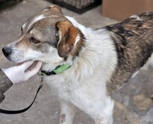 FLANAGAN, Hund, Mischlingshund in Rumänien - Bild 13