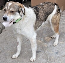 FLANAGAN, Hund, Mischlingshund in Rumänien - Bild 15