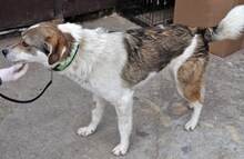 FLANAGAN, Hund, Mischlingshund in Rumänien - Bild 16