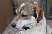 FLANAGAN, Hund, Mischlingshund in Rumänien - Bild 5