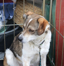 FLANAGAN, Hund, Mischlingshund in Rumänien - Bild 6