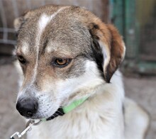 FLANAGAN, Hund, Mischlingshund in Rumänien - Bild 8