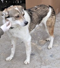 FLANAGAN, Hund, Mischlingshund in Rumänien - Bild 9
