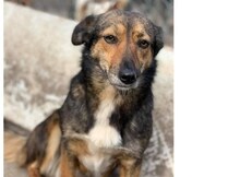 INDI, Hund, Mischlingshund in Rumänien - Bild 1