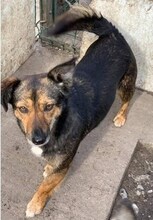 INDI, Hund, Mischlingshund in Rumänien - Bild 5