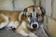 POLO, Hund, Mischlingshund in Spanien - Bild 2