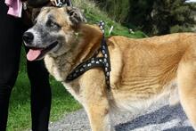 POLO, Hund, Mischlingshund in Spanien - Bild 3