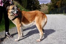 POLO, Hund, Mischlingshund in Spanien - Bild 4