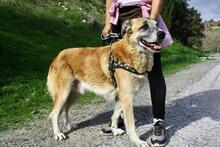 POLO, Hund, Mischlingshund in Spanien - Bild 5
