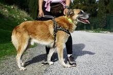 POLO, Hund, Mischlingshund in Spanien - Bild 6