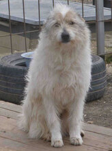 GERRY, Hund, Mischlingshund in Bulgarien - Bild 1