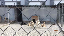 GERRY, Hund, Mischlingshund in Bulgarien - Bild 10