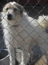 GERRY, Hund, Mischlingshund in Bulgarien - Bild 11