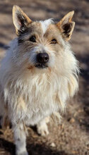 GERRY, Hund, Mischlingshund in Bulgarien - Bild 12