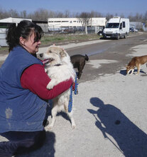 GERRY, Hund, Mischlingshund in Bulgarien - Bild 13