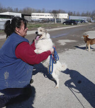 GERRY, Hund, Mischlingshund in Bulgarien - Bild 14