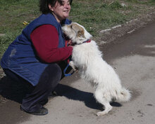 GERRY, Hund, Mischlingshund in Bulgarien - Bild 15