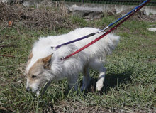 GERRY, Hund, Mischlingshund in Bulgarien - Bild 16