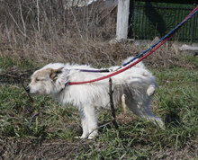 GERRY, Hund, Mischlingshund in Bulgarien - Bild 17