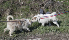 GERRY, Hund, Mischlingshund in Bulgarien - Bild 18