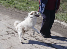GERRY, Hund, Mischlingshund in Bulgarien - Bild 19