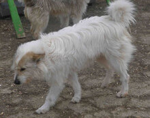 GERRY, Hund, Mischlingshund in Bulgarien - Bild 2
