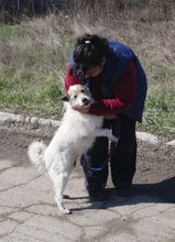 GERRY, Hund, Mischlingshund in Bulgarien - Bild 20