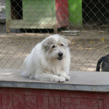 GERRY, Hund, Mischlingshund in Bulgarien - Bild 21
