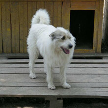 GERRY, Hund, Mischlingshund in Bulgarien - Bild 22