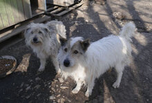 GERRY, Hund, Mischlingshund in Bulgarien - Bild 23