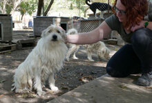 GERRY, Hund, Mischlingshund in Bulgarien - Bild 24