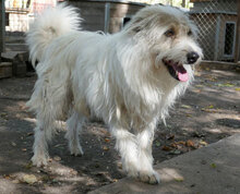 GERRY, Hund, Mischlingshund in Bulgarien - Bild 25