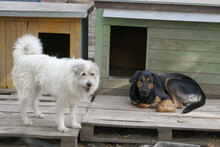 GERRY, Hund, Mischlingshund in Bulgarien - Bild 26